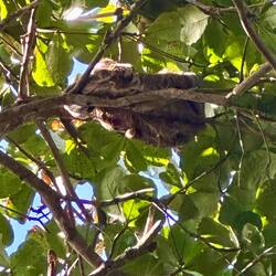 Faultier