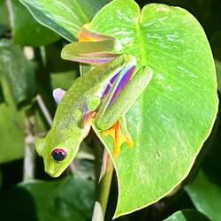 Rotaugenfrosch