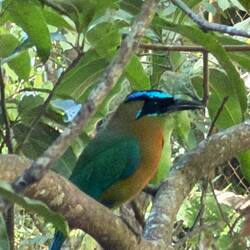 Motmot