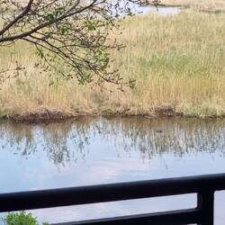 Zoom in to spot the Hippo