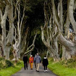 The Dark Hedges