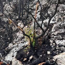 Schlimmer Waldbrand im August