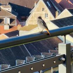 Un compañero de visitas turísticas