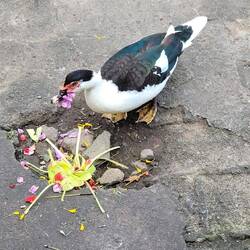 ENTE FRISST OPFERGABEN