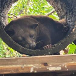 KAFFEFRESSER ERGIBT "Kafu"