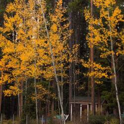Johnston Canyon Lodge