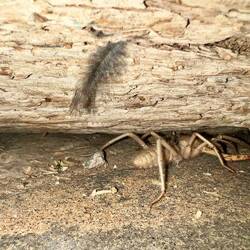 In der Nacht werden andere Tiere aktiv - Dancing White Lady spider