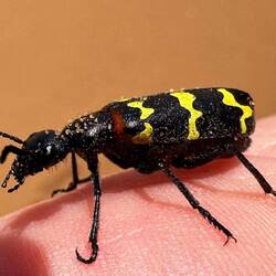 und hübscher Kǎfer