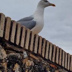 Even the bird has a view