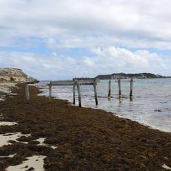 Hamelin Bay - often stingrays around but the stinky seaweed probably kept them away