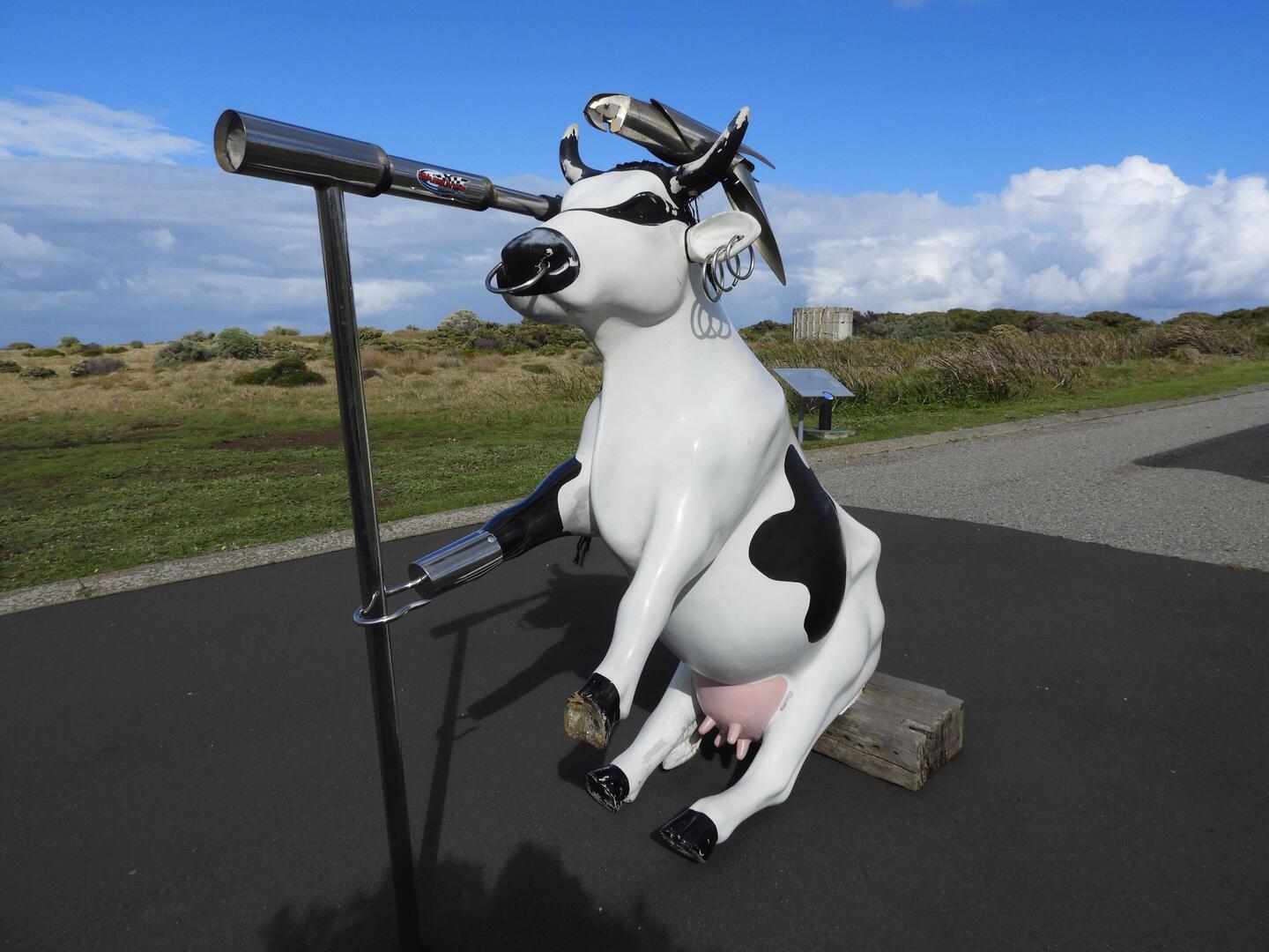 Pirate cow at the lighthouse - pretty funny