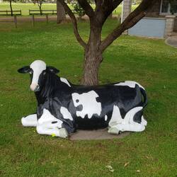 One of the many cows at Cowaramup