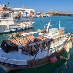 Catch drying on the boat