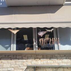 Octopus drying for dinner