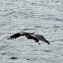Seeadler