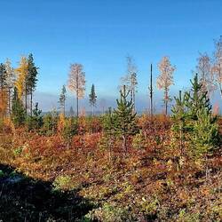 Ich durchfuhr ein riesiges, ehemaliges Waldgebiet das wohl durch Waldbrand zerstört wurde...