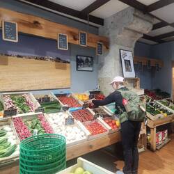 Choosing our tomatoes