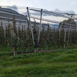 Und natürlich Äpfel