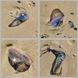 Portugiesische Galeere