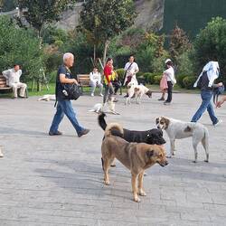 Who let's the dogs out?