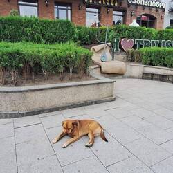 Dogs wherever you are