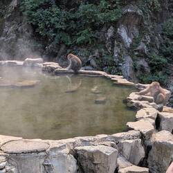 Der Monkey Onsen