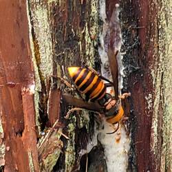 Japanische Riesenhornisse