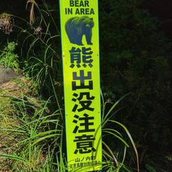 Bären gibt es hier auch