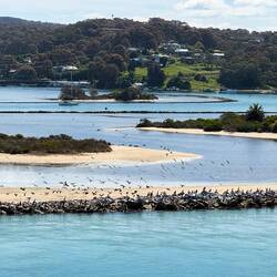 Birds settling on the bar in Narooma lagoon