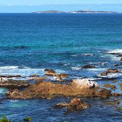There weren't enough people for the boat to go to Montague Island. So we didn't see the penguins 😔.
