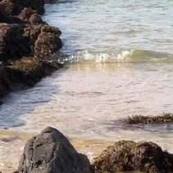 Adjusting his body temperature with flippers in the air made for a strange sight at Cuttagee Beach