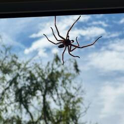 Huntsman spider. They're huge, but pretty harmless. Still, eek.