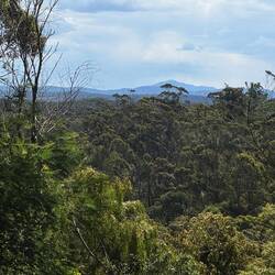 Typical view from hill-tops - endless trees as far as the eye can see!