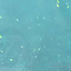 Fish in the marina