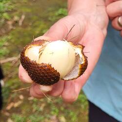 SCHLANGENFRUCHT WIRD KOMPLETT VERWERTET
