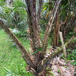 SCHLANGENFRUCHT BAUM