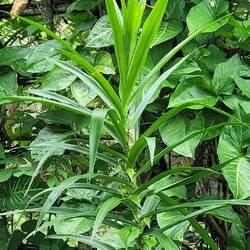 BESTANDTEIL DER COOKIES