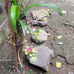 NACH DER GEBURT WIRD DIE PLAZENTA VOR DER KÜCHE BEGRABEN UND GESCHMÜCKT