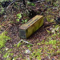 Stoat trap