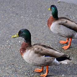 Lake Rotoiti residents
