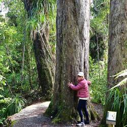 Tree hugging on the Truman Track
