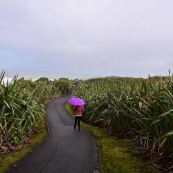 The path to the Pancake Rocks