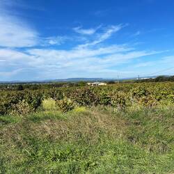 Vineyards in Chateau Neuf du Pape