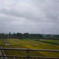 ... der Reis ist reif 🌾