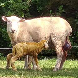 Frischer geboren gibt es wohl kaum