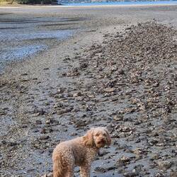 mit Pudeldame Bean zur Insel