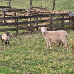 Schafe in Lammsaison