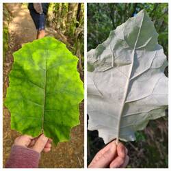 Bushmans Friend = Klopapier