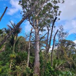 Kauri (noch recht jung)