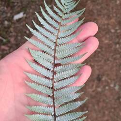 Silberfarn - Symbol Neuseelands